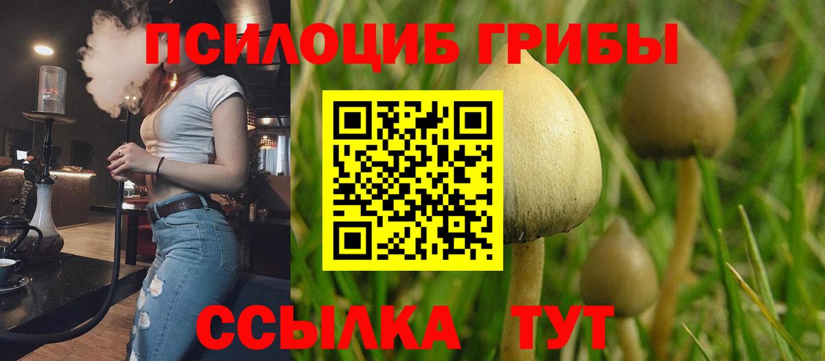 Татарск  Галлюциногенные грибы Psilocybe  Вход с VPN 